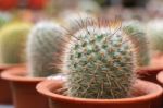 Cactus In Pots Stock Photo