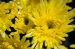 Close Up Yellow Chrysanthemum Morifolium Flowers Stock Photo