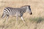Zebra In Serengeti National Park Stock Photo