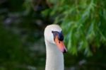 Confident Strong Mute Swans Close-up Stock Photo