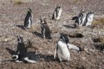 Magellanic Penguins At Natural Protected Area Punta Tombo, Chubu Stock Photo