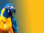 Parrot Stock Photo