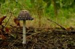 Shaggy Mane Mushroom Stock Photo