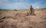 Tree Stump In Deforested Mountain Hill Stock Photo