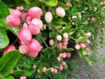 Carunda Or Karonda  (bengal-currants) Pink Fruit On Tree In The Garden.fruit For Health And High Vitamin Stock Photo