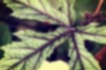 Vintage Leaf Blur Background Stock Photo