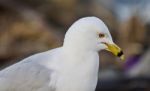 Beautiful Photo Of A Thoughtful Gull Stock Photo
