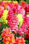 Antirrhinum Flowers Stock Photo