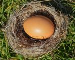 Egg Nest Stock Photo