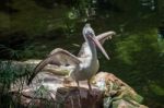Spot-billed Pelican (pelecanus Philippensis) At The Bioparc Fuen Stock Photo