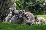 Ring-tailed Lemurs (lemur Catta) At The Bioparc In Fuengirola Stock Photo