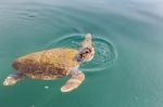 One Big Swimming Sea Turtle Caretta Stock Photo