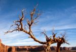Tree With Legs In Monument Valley Stock Photo