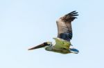 Brown Pelican In Flight Stock Photo