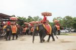 Ayuthaya Thailand-september 6 : Elephant For Tourist Riding Read Stock Photo