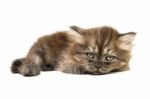 Gray Kitten Stock Photo