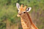 Giraffe - African Wildlife Background - Baby Animals In The Wild Stock Photo