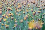 Xyridaceae Full Bloom Yellow Fields. Look Naturally Beautiful Stock Photo