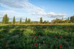 Poppy Field In Tuscany Stock Photo