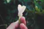 Hand Holding An Small Ivy Gourd Stock Photo