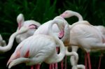 Greater Flamingo Stock Photo