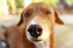 Close Up Nose Of An Adorable Brown Dog Stock Photo