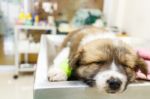 Cute Puppy Ill And Sleep On Operating Table In Veterinarian's Cl Stock Photo