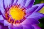 Colorful Of Purple Lotus Stock Photo