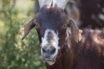 Head Of Brown Goat Stock Photo