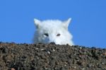 Arctic Wolf Peeking Over Rocky Hill Stock Photo