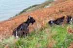 Wild Goats (capra Aegagrus) Stock Photo