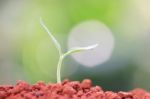 Growing Plants Stock Photo