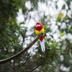 Eastern Rosella Resting On A Branch Stock Photo