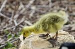 Beautiful Isolated Photo Of A Cute Funny Chick Of Canada Geese On A Stump Stock Photo