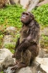 Closeup On Chimpanzee Stock Photo