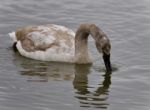 Picture With A Trumpeter Swan Drinking Water Stock Photo