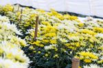 Chrysanthemum Morifolium Flowers Farm Stock Photo