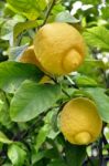 Lemon Fruits And Blossom Stock Photo