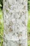 Betel Nut Tree Bark Closeup Texture Stock Photo