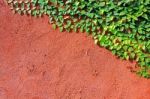 Orange Wall Texture And Green Plant Stock Photo