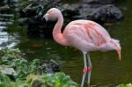Chilean Flamingo (phoenicopterus Chilensis) Stock Photo