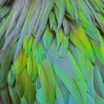 Nicobar Pigeon Feathers Stock Photo