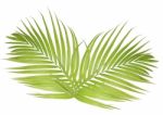Palm Leaf Isolated On White Background Stock Photo
