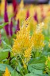 Celosia Argentea Flower Stock Photo