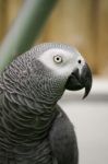 African Grey Parrot Stock Photo