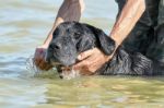 Dog Washes In The Sea Stock Photo