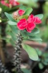 Crown Of Thorns Flowers (euphorbia Milli Desmoul) Stock Photo