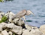 Beautiful Isolated Photo With A Funny Great Heron Walking On A Rock Shore Stock Photo