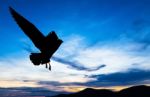 Silhouetted Seagull Flying At Colorful Sunset Stock Photo