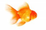 Gold Fish. Isolation On The White Stock Photo